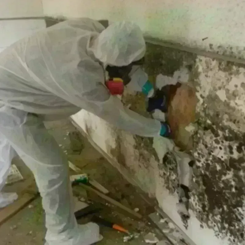 Mold Remediation and Removal in Cimarron Hills, CO